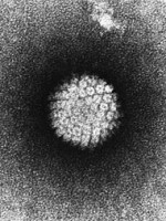 /album/necessario-para-sobreviver-/a190px-papilloma-virus-hpv-em-jpg/