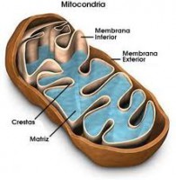 /album/celulas/mitocondria-jpg/